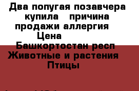 Два попугая позавчера купила , причина продажи аллергия  › Цена ­ 1 400 - Башкортостан респ. Животные и растения » Птицы   